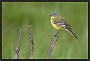 Gele Kwikstaart, Blue-headed Wagtail, Motacilla flava Location: Ommen, the Netherlands gele kwikstaart MG 1008 kopie